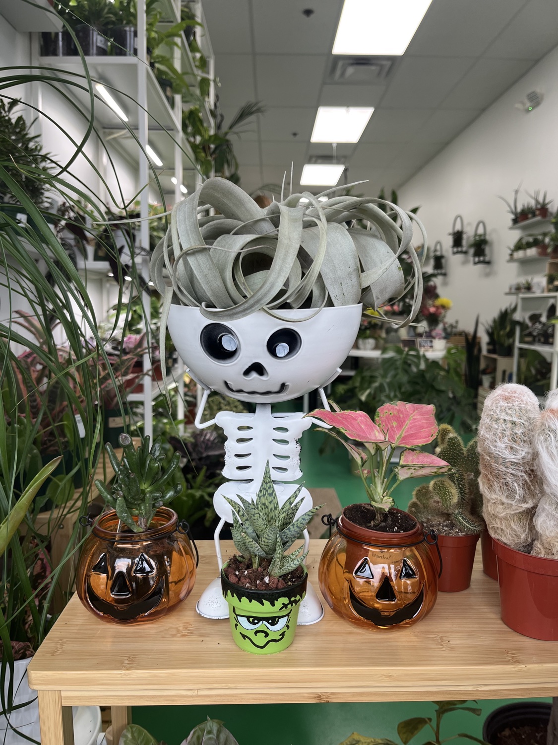 A Halloween plant display with a skeleton planter and pumpkin pots