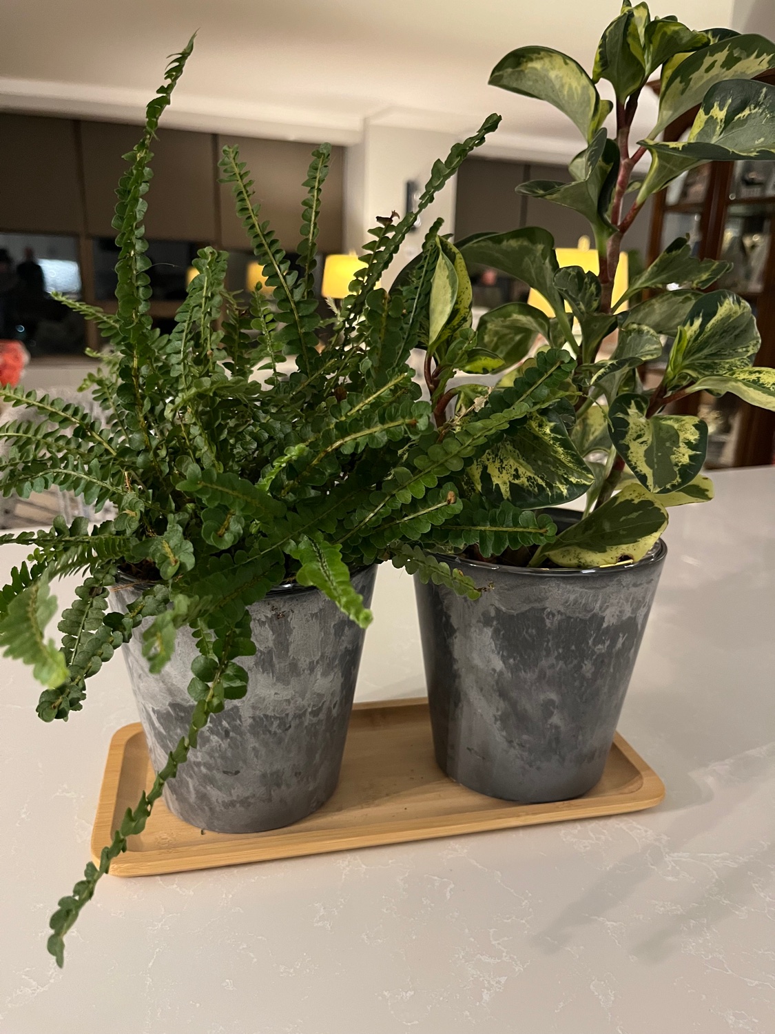 A fern and a variegated peperomia in matching gray pots on a wooden tray on a kitchen counter