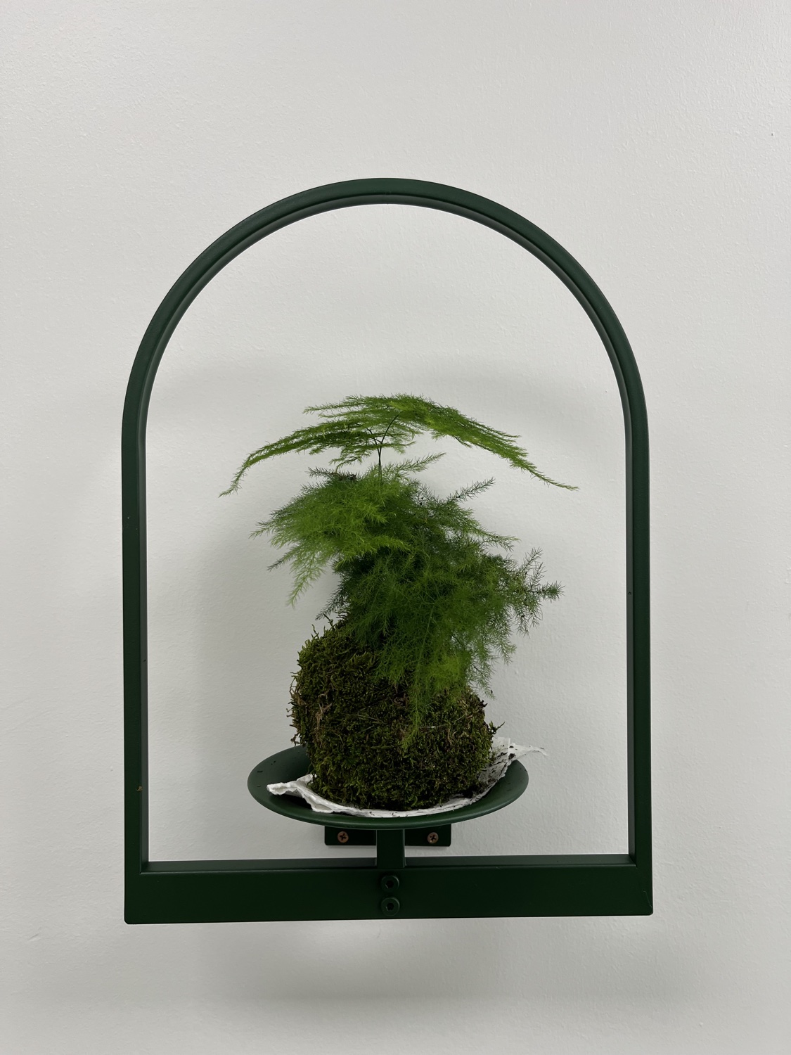 An asparagus-fern kokedama in a green wall arch