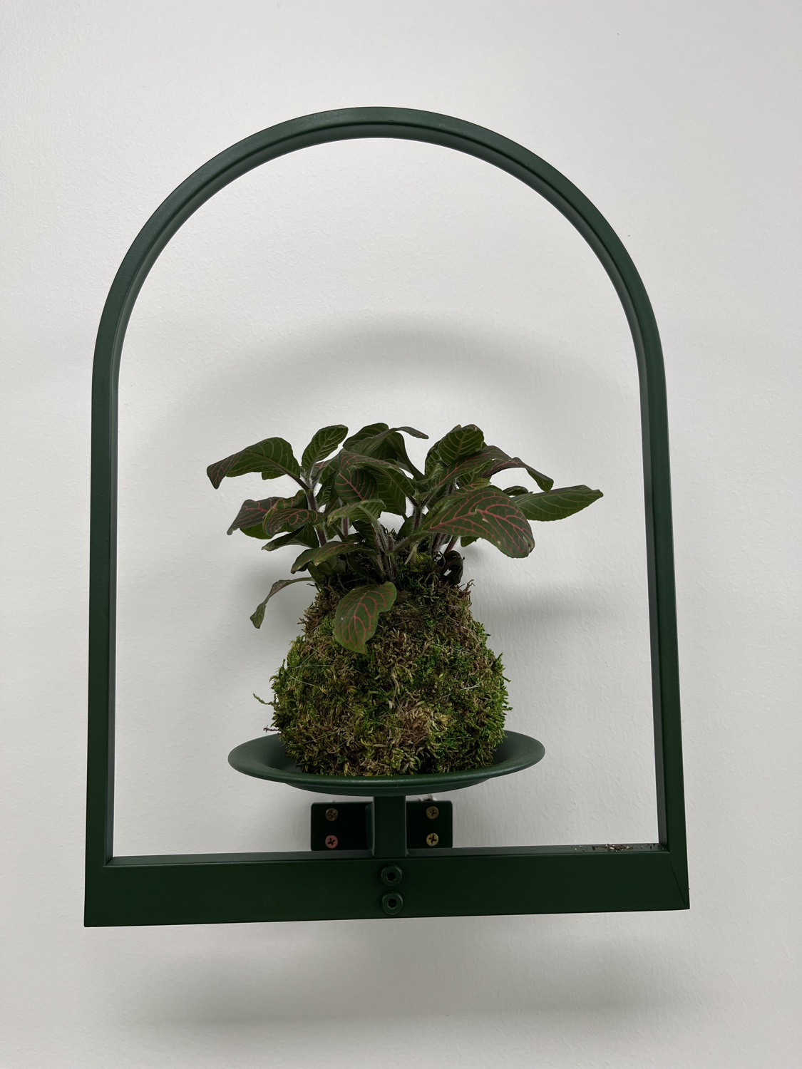 A fittonia kokedama displayed in a dark-green wall arch