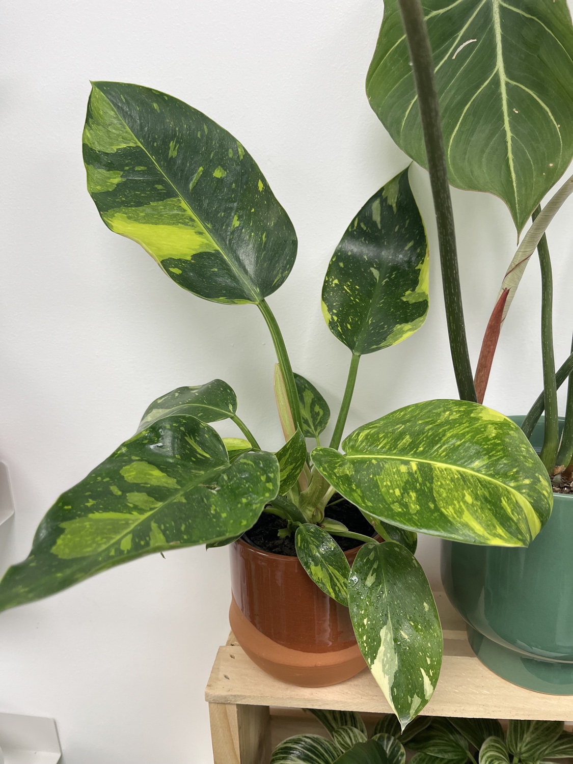 A close view of a variegated philodendron at Heartleaf
