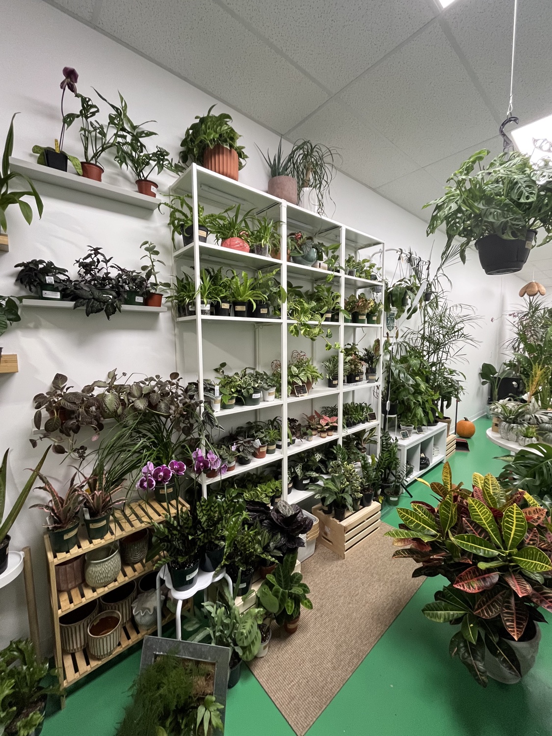 Inside the Heartleaf shop